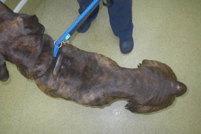 Sheffield couple banned from keeping animals after dog found in ...