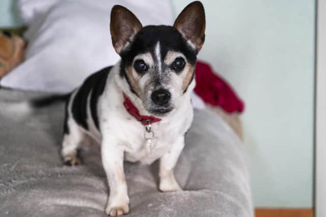 Gizmo was taken in by animal charity Rain Rescue after being found wandering in the snow, and he is now settling in with his new human Pat Davey at their home in Sheffield (pic: Scott Merrylees)
