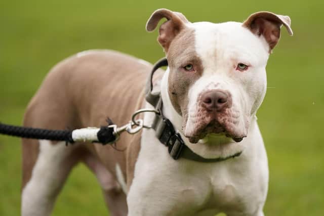 XL bully dogs are set to be banned from Friday. Image: Jacob King/National World.