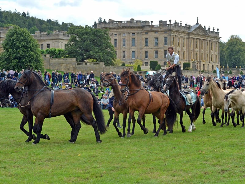 Atkinson Action horses.