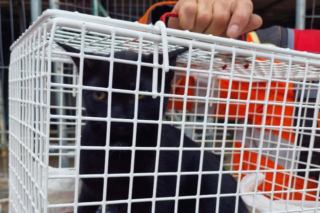 Murka the cat, safe after being rescued by firefighters and construction workers