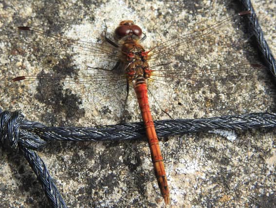 A common darter dragonfly