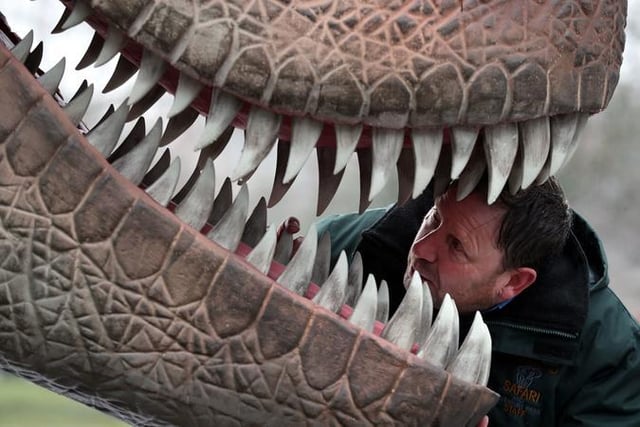 Gary Gilmour takes a peek inside the mouth of a Tyrannosaurus rex.