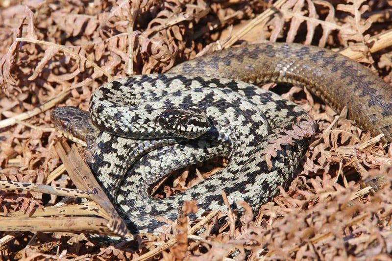 It wasn't just humans that were out enjoying the sun - Stewart Fleming took this photo of a basking adder.