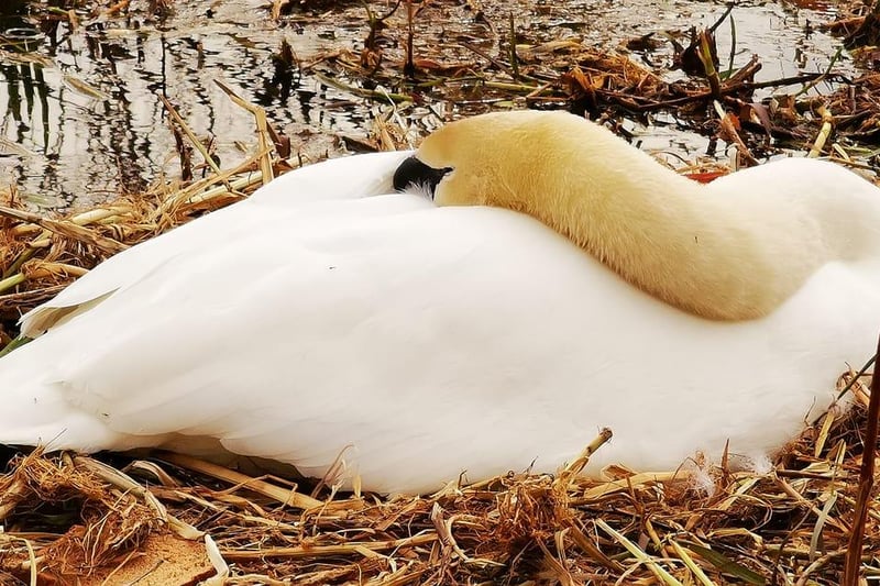 Vicki McDowall captured this image of a nesting swan in Figgart Park.