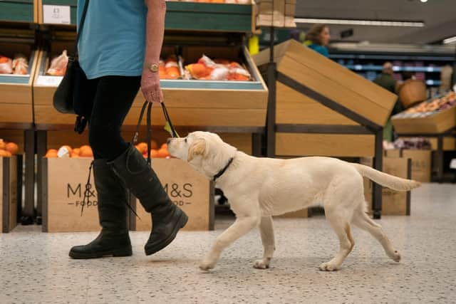 Guide dog puppy Briar walks through a supermarket at Meadowhall