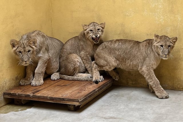 "The park moved into international rescue mode to save four lions and offer them a new home away from the conflict in Ukraine. Lioness Aysa, who had been abandoned in a private zoo in the east of Ukraine following the Russian invasion, was rescued and taken to a holding facility in Poland with her three cubs, Teddi, Emi and Santa. Plans are advancing to bring the lion family to Yorkshire Wildlife Park for a fresh and safe life in 2024."