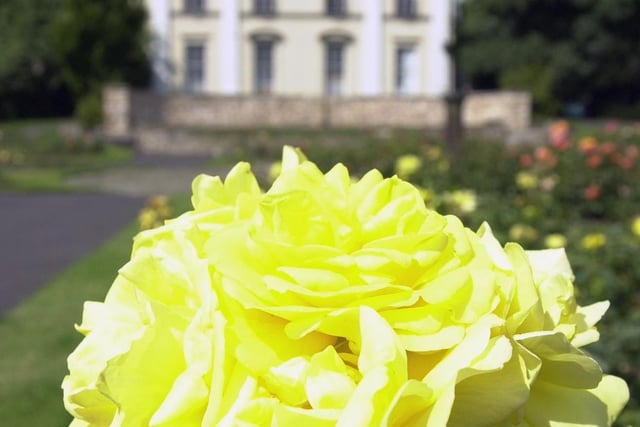 A beautiful yellow rose in Elmfield Park, Doncaster during a past summer