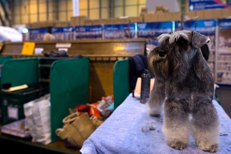 Miniature schnauzers were the 9th most popular dog breed in the south east in 2020. Picture: Ben Pruchnie/Getty Images