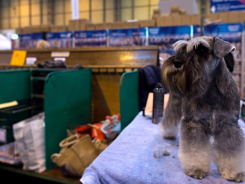 Miniature schnauzers were the 9th most popular dog breed in the south east in 2020. Picture: Ben Pruchnie/Getty Images
