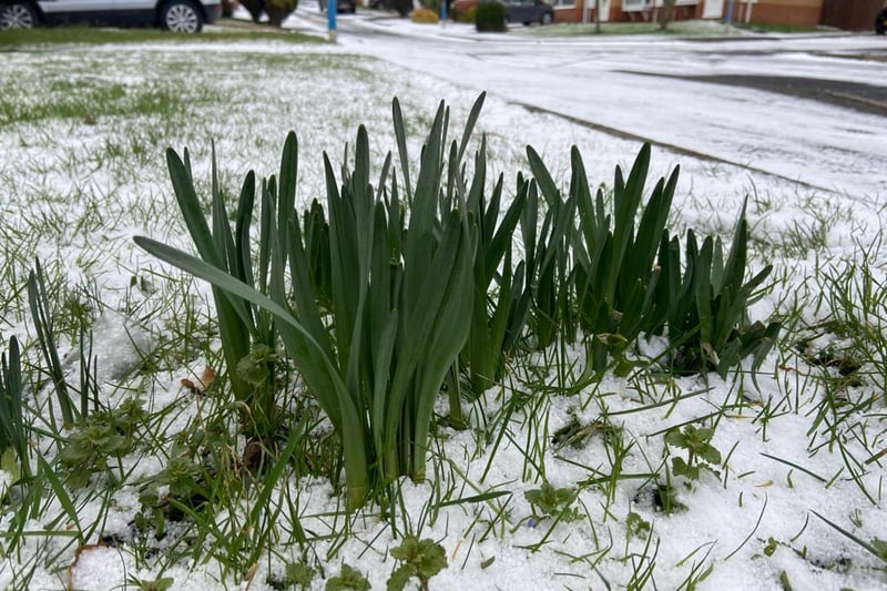 Snowdrops were found on Templeton Close in Hartlepool.