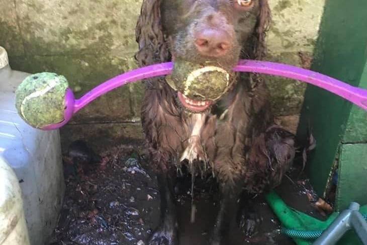 Joanne Rowland said: "Soggy Billy. Typical spaniel never a dull moment."