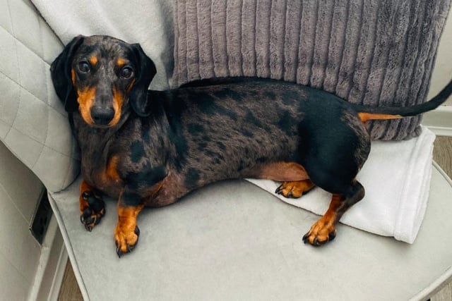 A very relaxed-looking Baxter the daschund, who has been keeping his humans Becky Malcolm and fiance James smiling during lockdown