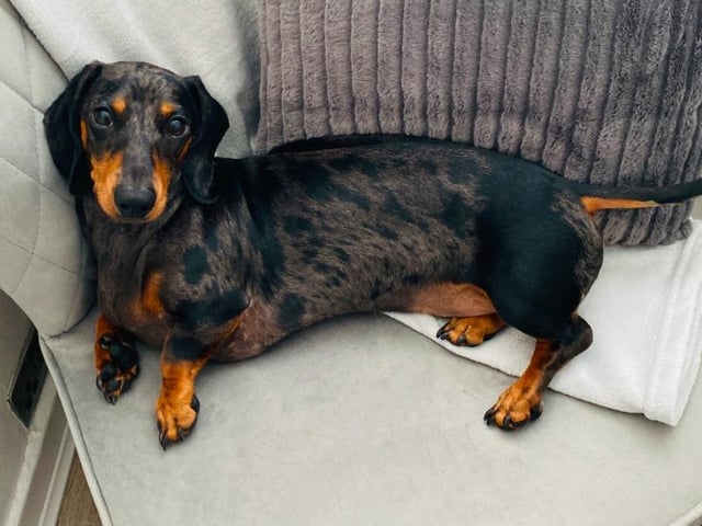 A very relaxed-looking Baxter the daschund, who has been keeping his humans Becky Malcolm and fiance James smiling during lockdown