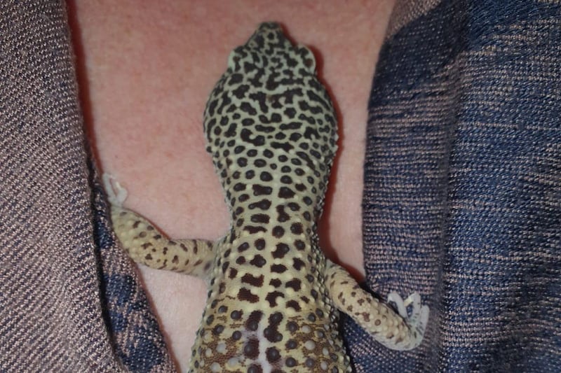Nicky Rennie enjoying a cuddle with Echo the gecko.