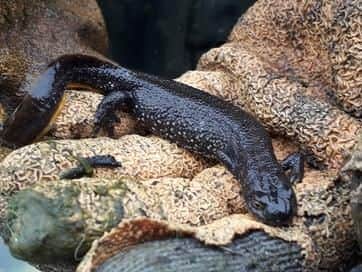 The endangered great crested newt is breeding again in Sheffield ponds