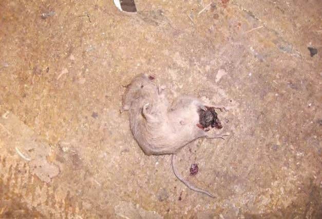 Dead mouse