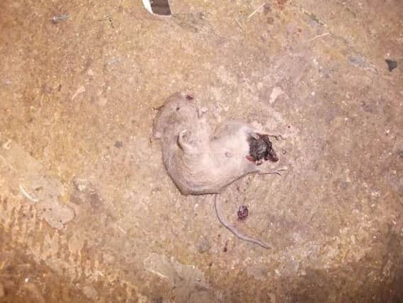 Dead mouse