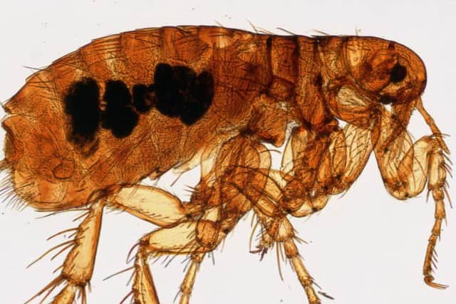 Fleas with massive penises could invade Sheffield this autumn.