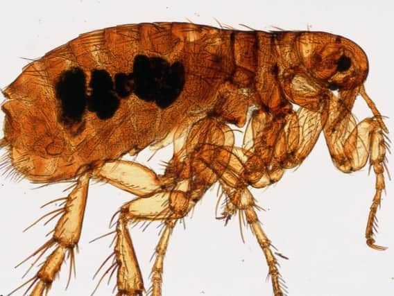 Fleas with massive penises could invade Sheffield this autumn.