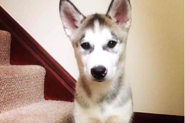Have you seen this husky?