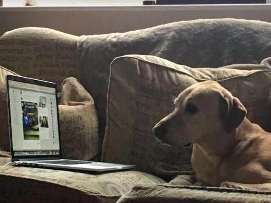 Watch With Rover: relaxing TV for dogs