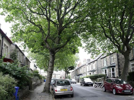 Trees on Western Road were planted in April 1918 to honour soldiers from Westways School, in Crookes, who died in WW1.