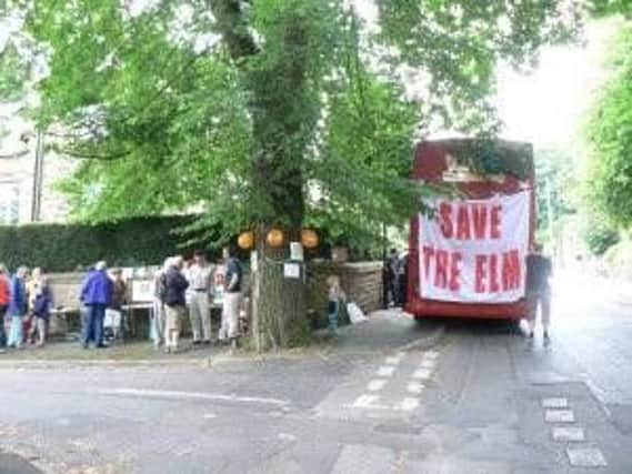 Campaigners highlight the plight of the Chelsea Road elm.