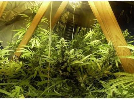 Cannabis plants seized in police raids in Rotherham