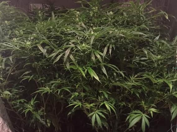 Cannabis plants were found in a house in Eastwood, Rotherham