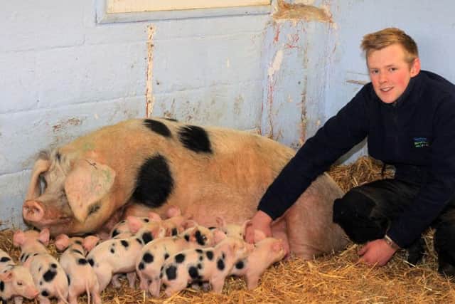 Jack Tankard with a sow and her piglets.