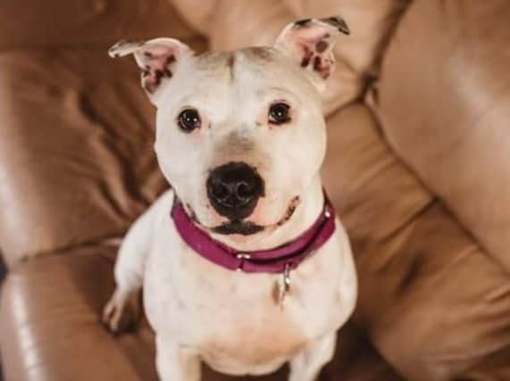 A Staffie waiting for a forever home (Pic: Shelley Richmond Photography)