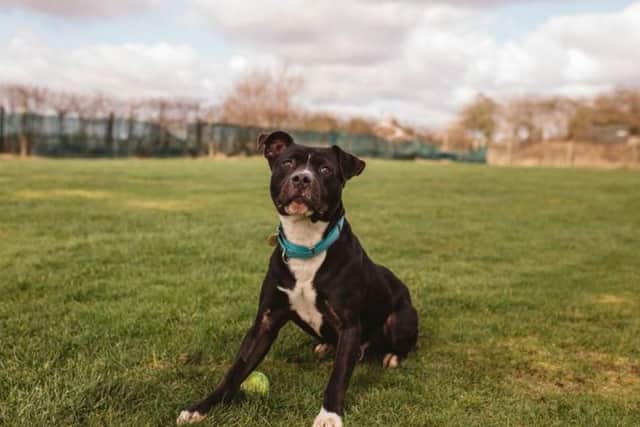 A Staffie available for adoption at Rain Rescue (Pic: Shelley Richmond Photography)