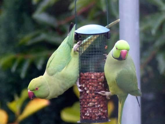 Parakeets have been spotted across Britain.
