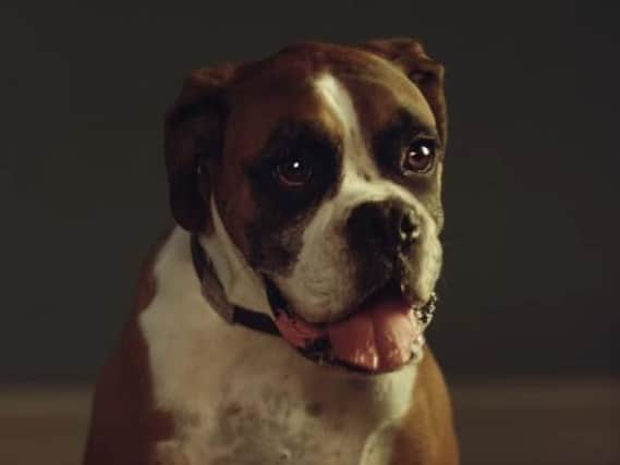 Buster the Boxer was the star of last year's John Lewis Christmas advert