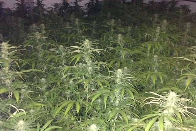 A cannabis farm uncovered by police in Nether Edge, Sheffield
