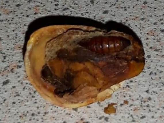 This dead maggot was found inside a pistachio in a bag of Clancy's Roasted and Salted pistachios bought at the Aldi store in Killamarsh