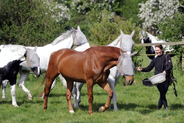 Pictured back in familiar surroundings is PC Lindsay Crew in the fields with her horse Eastwood and other Police Horses