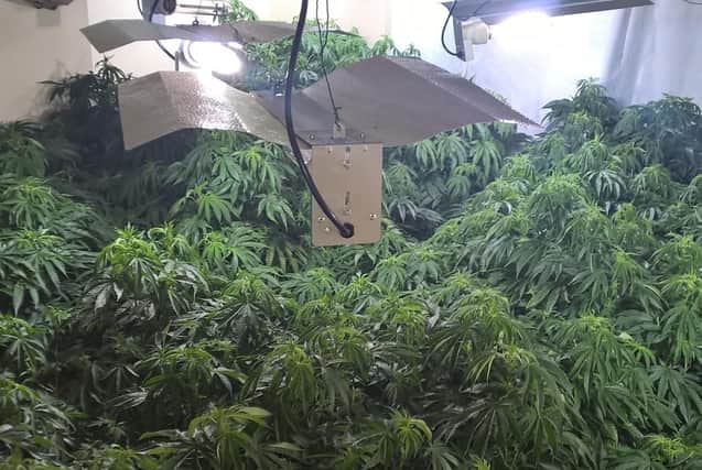 The plants were discovered during a raid on Wednesday