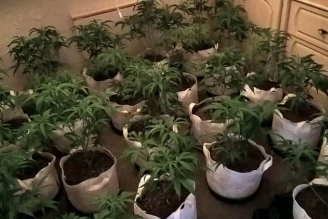 Cannabis plants were found during a police raid in Darnall