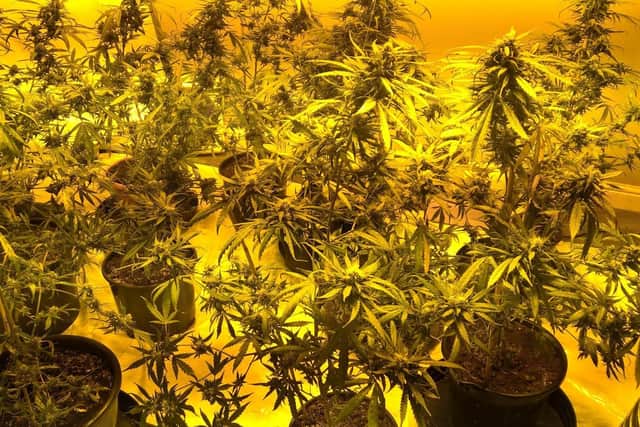 A cannabis farm found during raids in Sheffield.