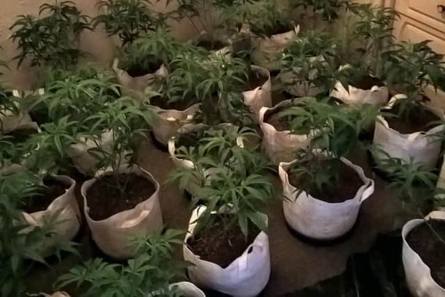 Cannabis seized during Operation Sceptre, run by South Yorkshire Police