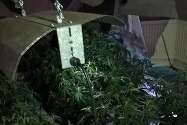 The cannabis farm was found in the Birley area on Saturday.