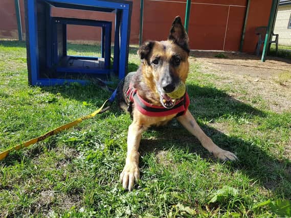 RSPCA trying to find a new home for female dog Shelby