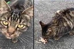 A cat with similar markings to Tiffany