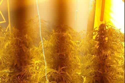 The cannabis set up.