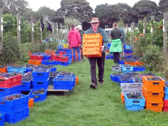 Volunteers harvested a bumper crop this year following an unusually hot summer