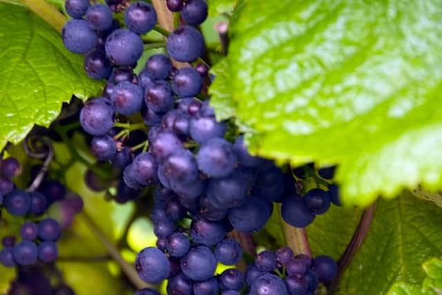 The grapes will be sent off to be made into wine, ready to be sold next year (Picture: Alison Fawcett)