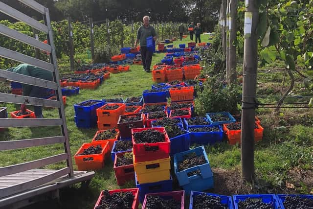 Volunteers harvested a bumper crop this year following an unusually hot summer