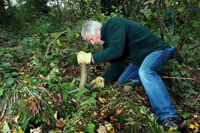 Conservation work in Ecclesall Woods to help willow tits: volunteer Ted Hindmarsh ring barking a young tree to create dead wood by David Bocking